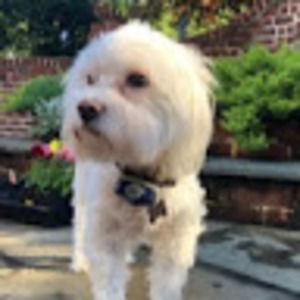 Meet your Posher, Annabelle